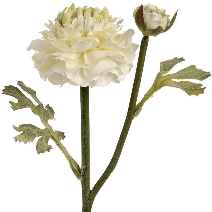 Green Ranunculus Spray - Reposing