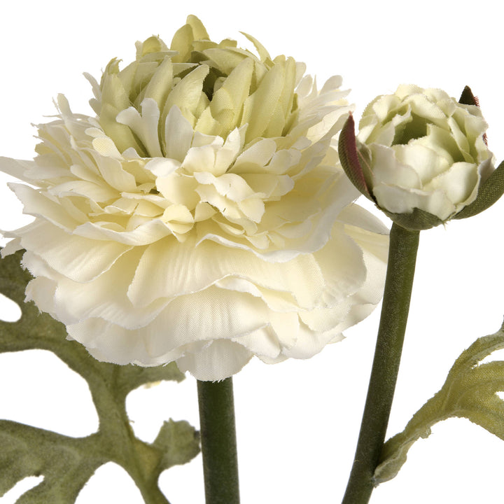 Green Ranunculus Spray - Reposing