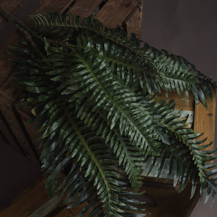 Fern Bunch - Reposing