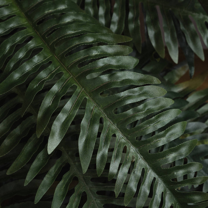 Fern Bunch - Reposing