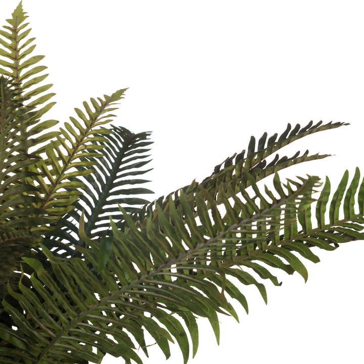 Fern Bunch - Reposing