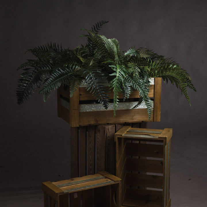 Fern Bunch - Reposing
