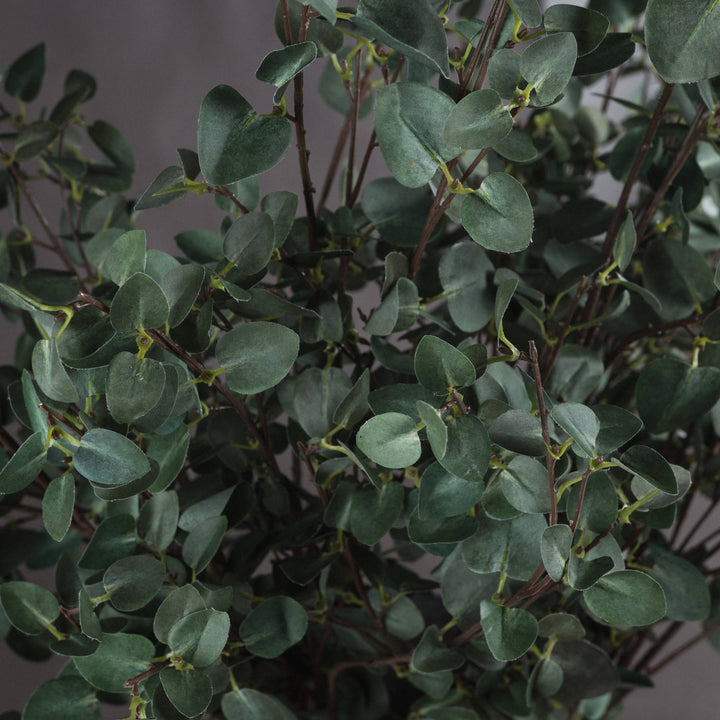 Tall Eucalyptus Stem - Reposing