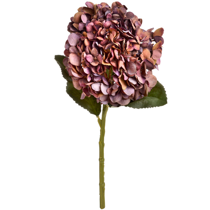 Autumn Coffee Hydrangea - Reposing
