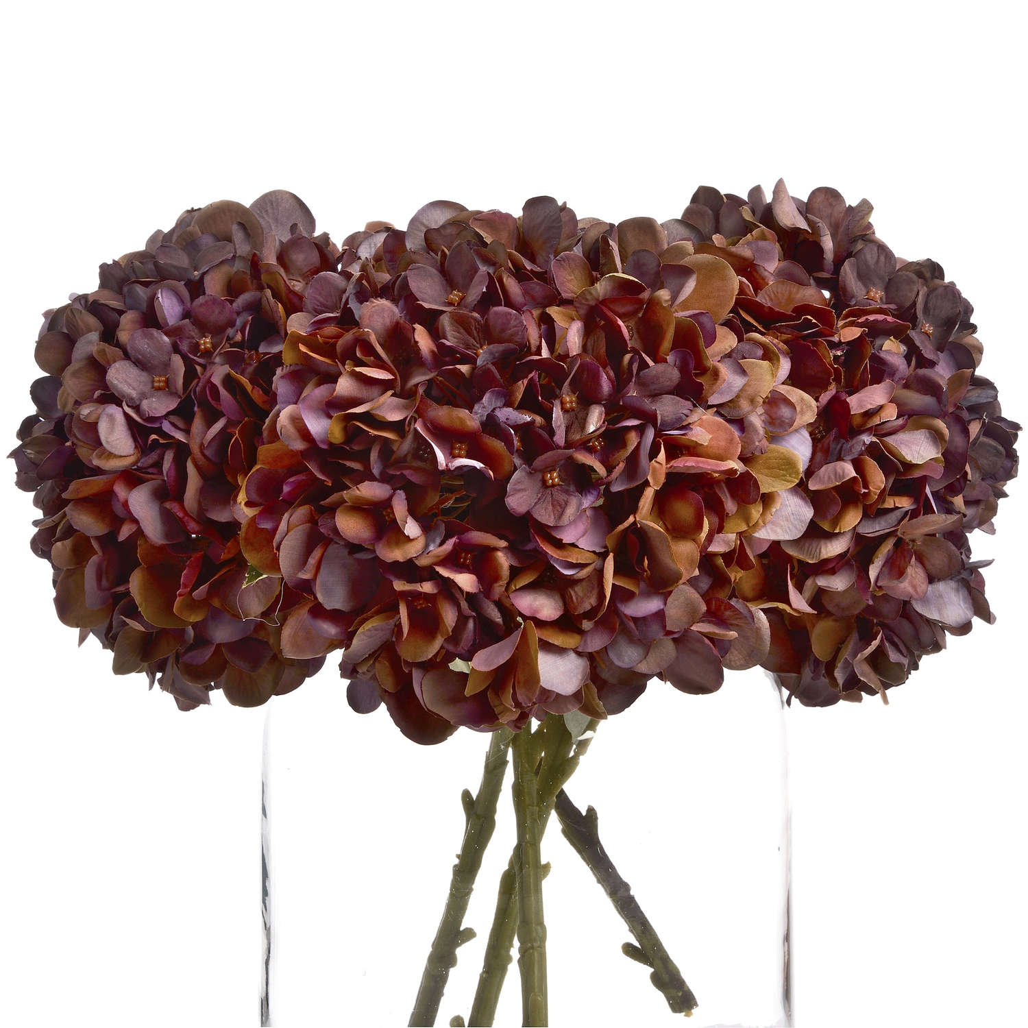 Reposing V Autumn Coffee Hydrangea