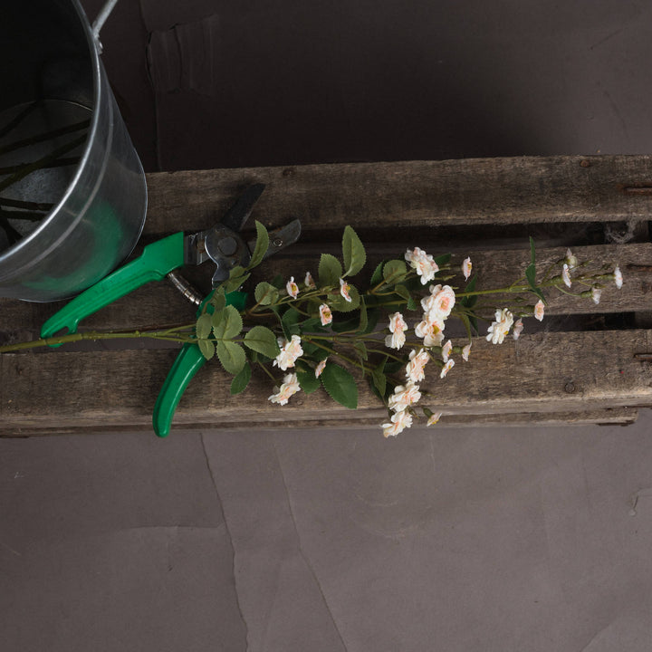Cream Wild Meadow Rose - Reposing