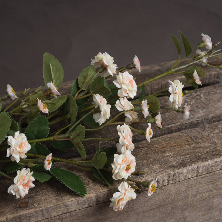 Cream Wild Meadow Rose - Reposing