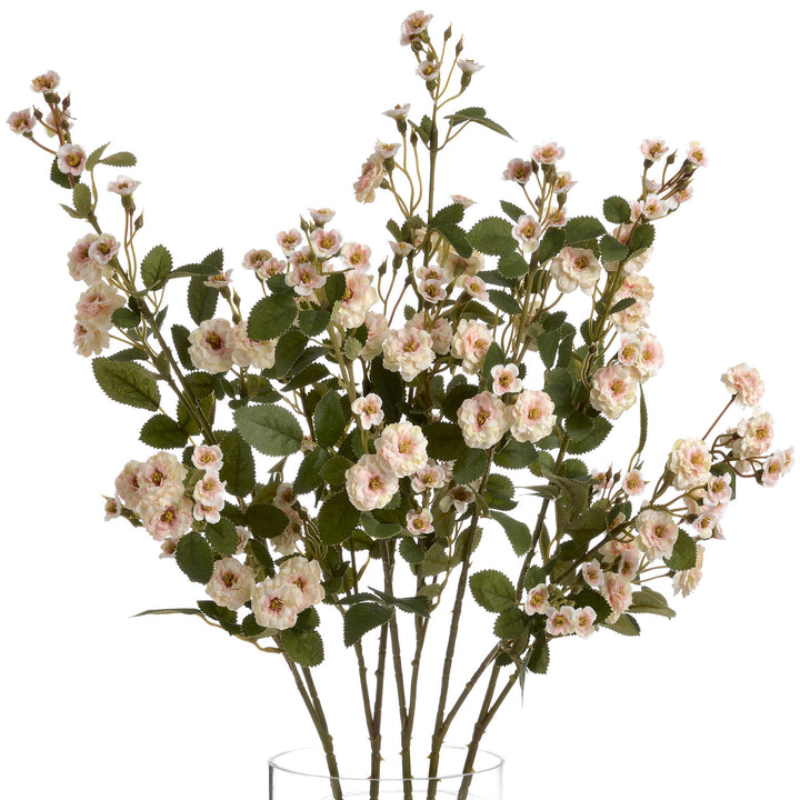 Cream Wild Meadow Rose - Reposing