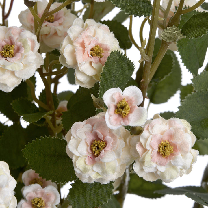 Cream Wild Meadow Rose - Reposing