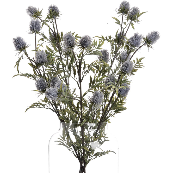 Eryngium Blue Thistle - Reposing