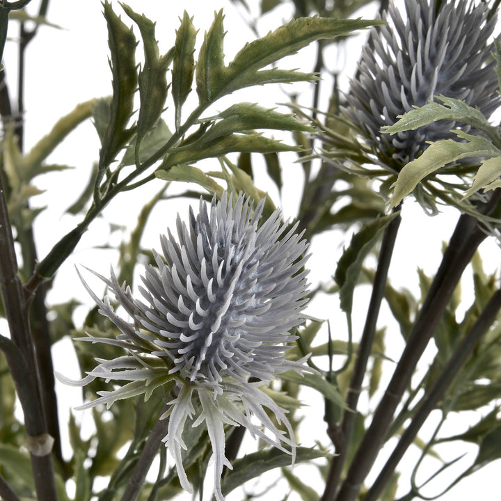 Eryngium Blue Thistle - Reposing