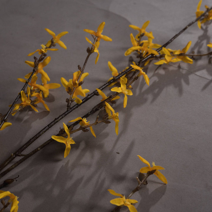 Forsythia - Reposing