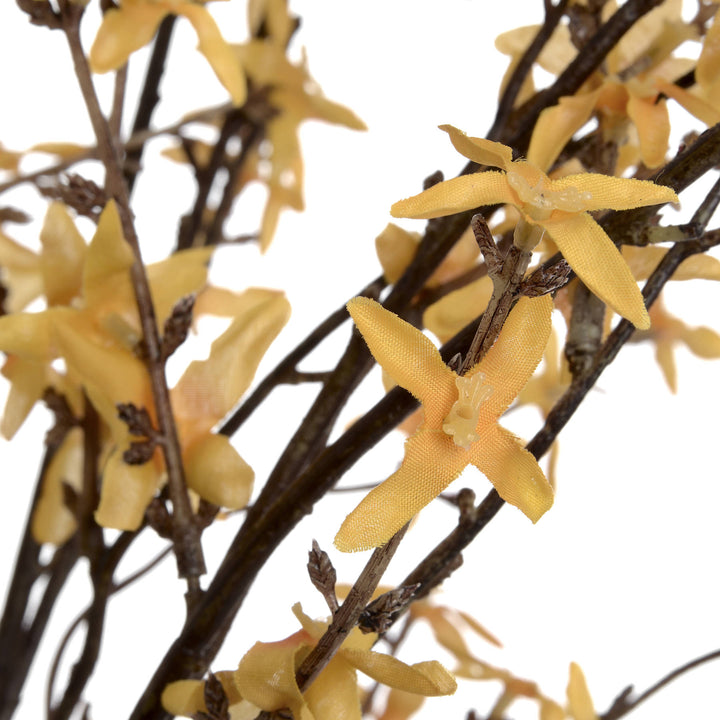 Forsythia - Reposing