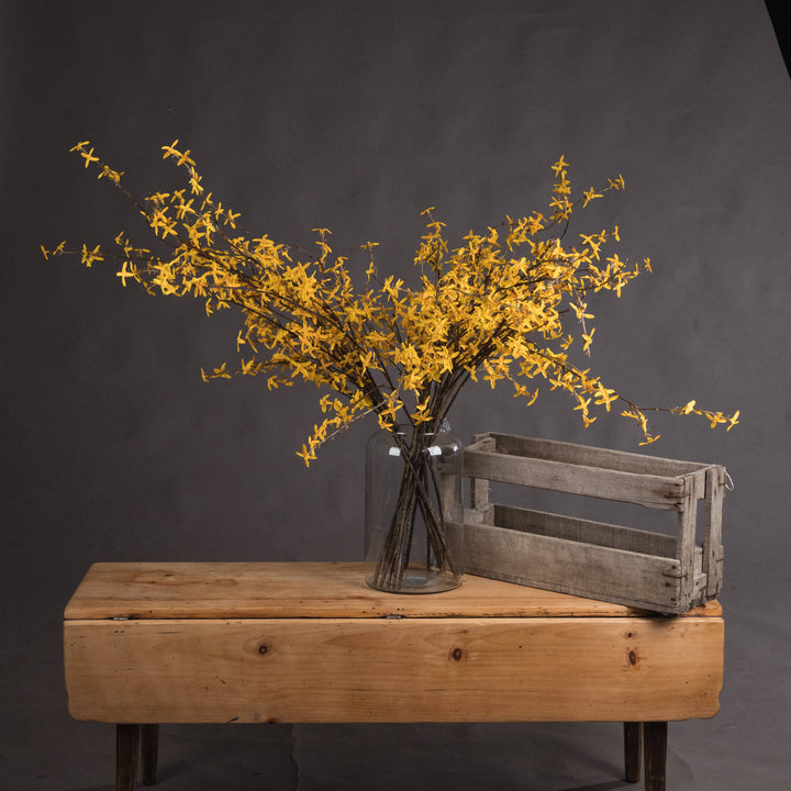 Forsythia - Reposing