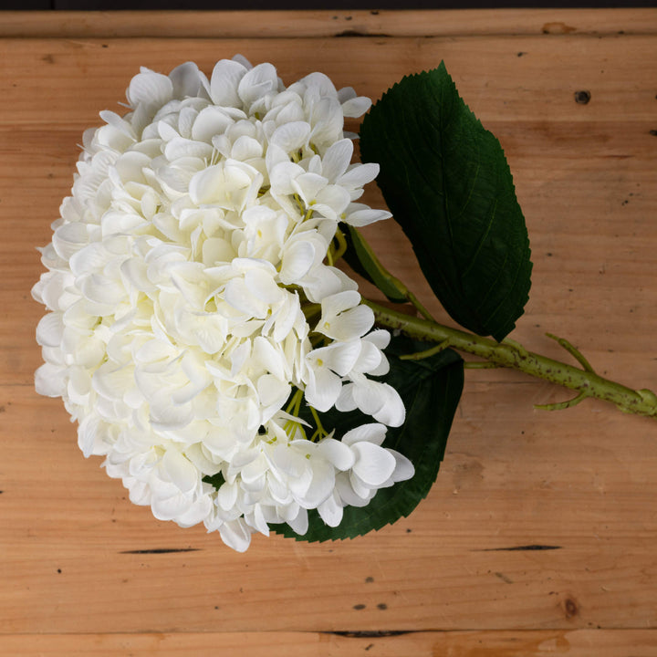 Oversized White Hydrangea - Reposing