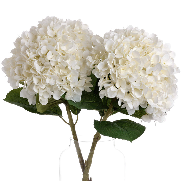 Oversized White Hydrangea - Reposing