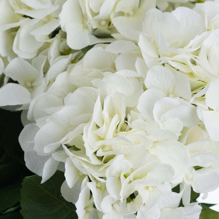White Hydrangea Bouquet - Reposing