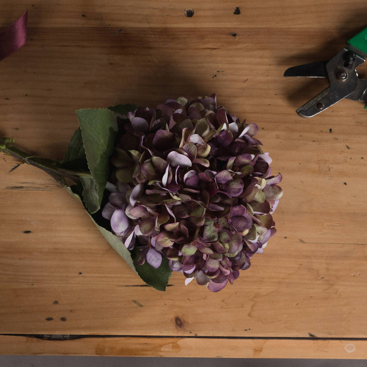 Autumn Burgundy Hydrangea - Reposing