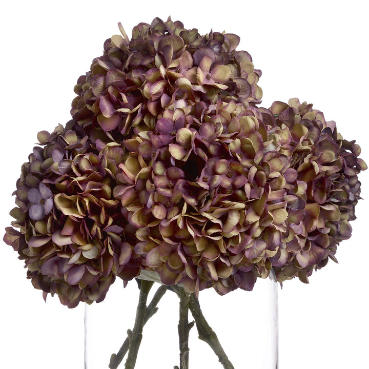 Autumn Burgundy Hydrangea - Reposing