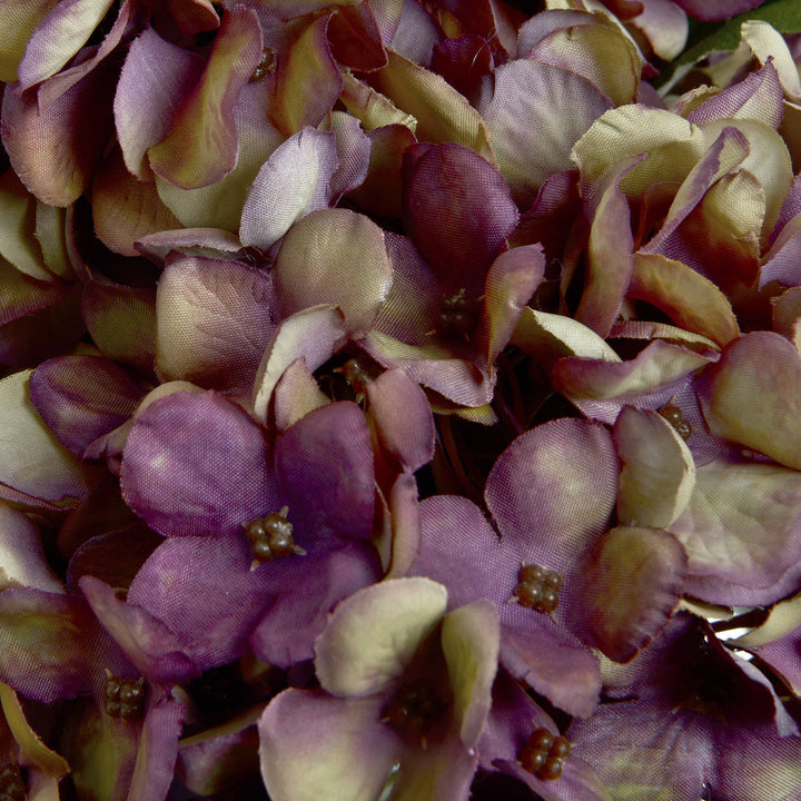 Autumn Burgundy Hydrangea - Reposing