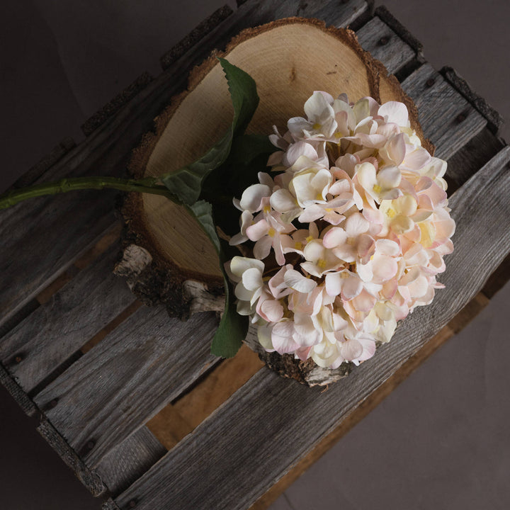 Autumn White Hydrangea - Reposing
