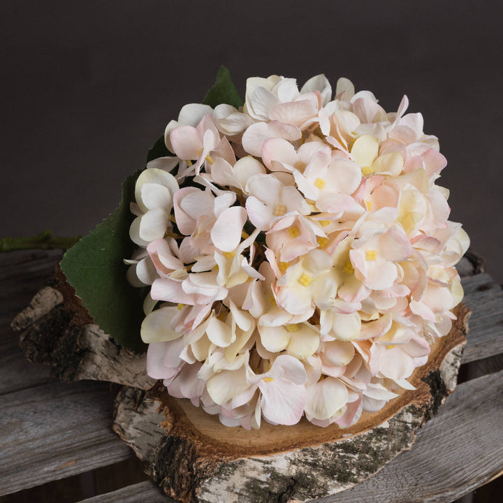 Autumn White Hydrangea - Reposing