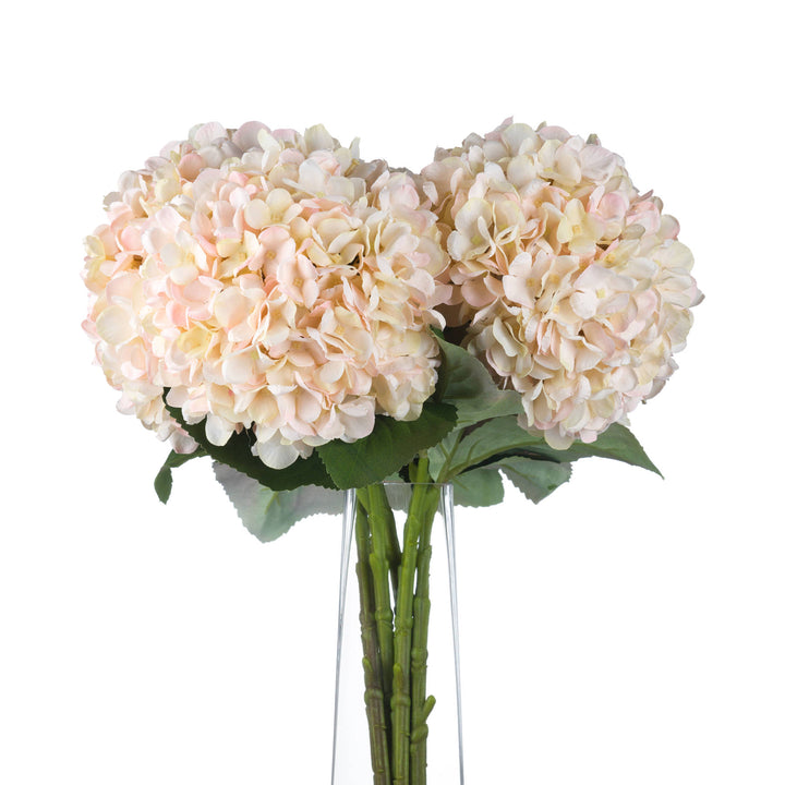 Autumn White Hydrangea - Reposing