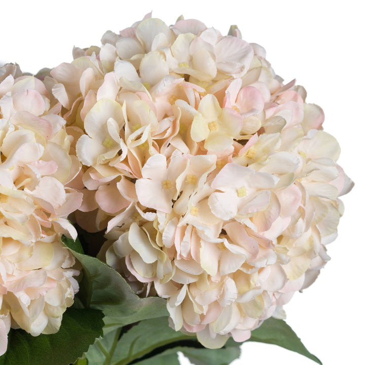 Autumn White Hydrangea - Reposing