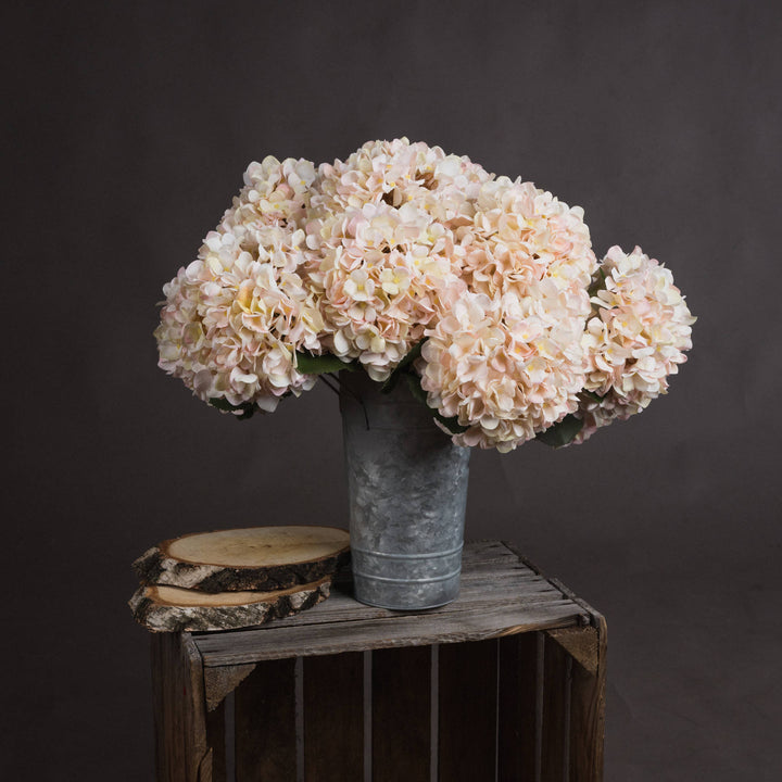 Autumn White Hydrangea - Reposing