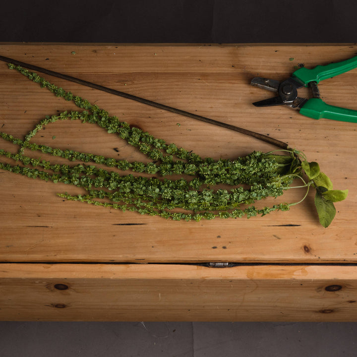 Green Amaranthus - Reposing