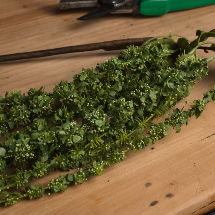 Green Amaranthus - Reposing