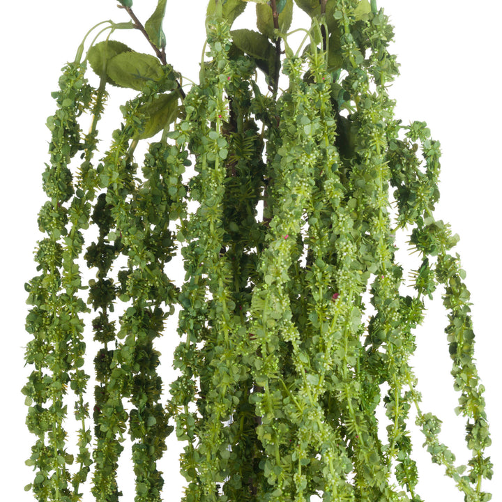 Green Amaranthus - Reposing