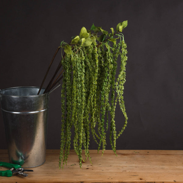 Green Amaranthus - Reposing