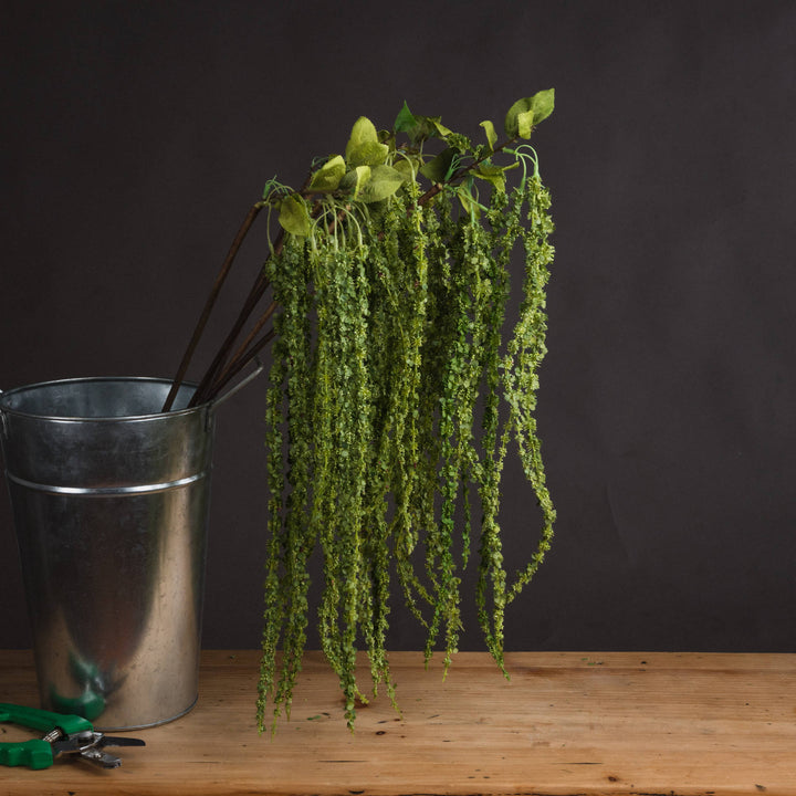Green Amaranthus - Reposing
