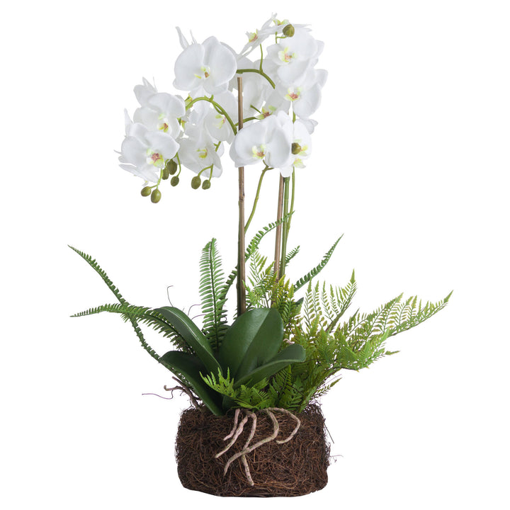Large White Orchid And Fern Garden In Rootball - Reposing