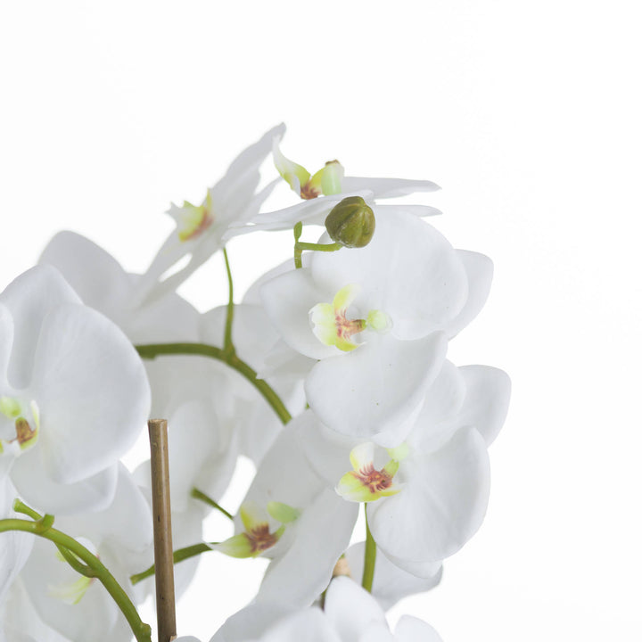 Large White Orchid And Fern Garden In Rootball - Reposing