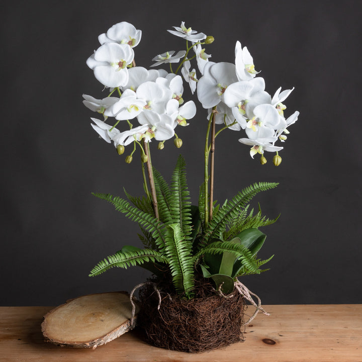 Large White Orchid And Fern Garden In Rootball - Reposing