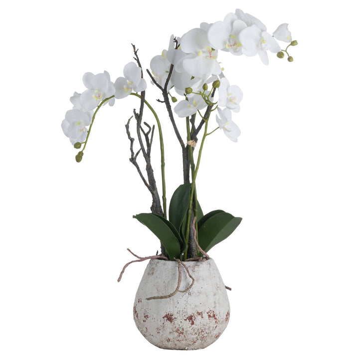 White Orchid In Stone Pot - Reposing