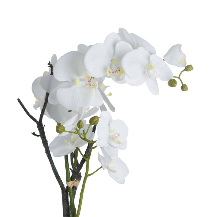 White Orchid In Stone Pot - Reposing