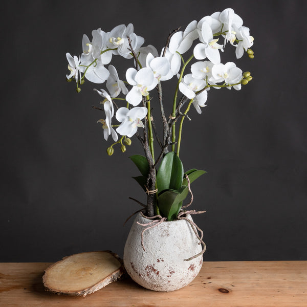 White Orchid In Stone Pot - Reposing