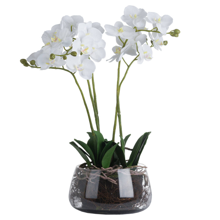 White Orchid In Glass Pot - Reposing