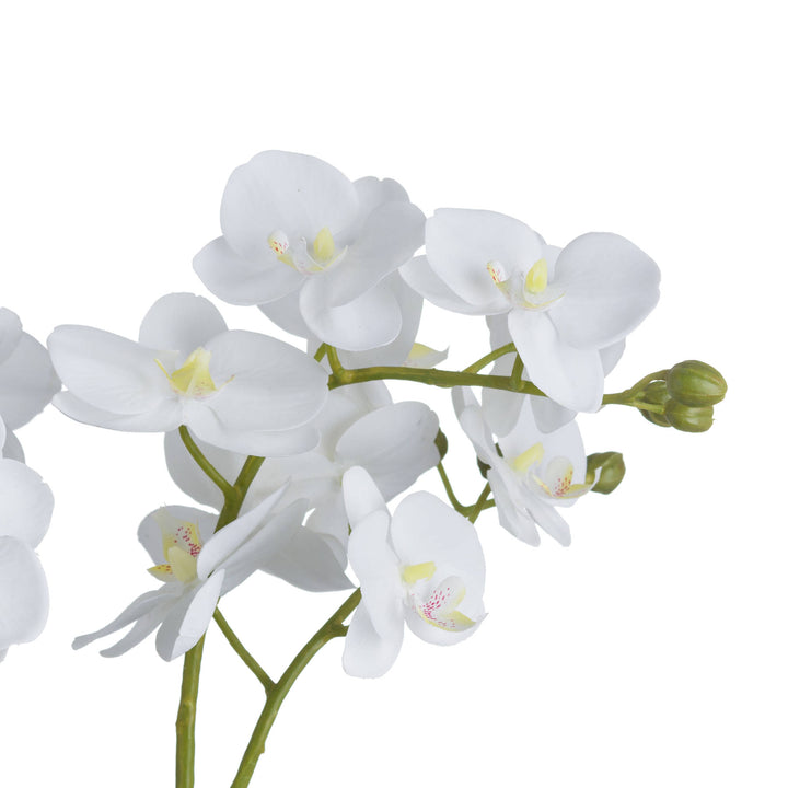 White Orchid In Glass Pot - Reposing