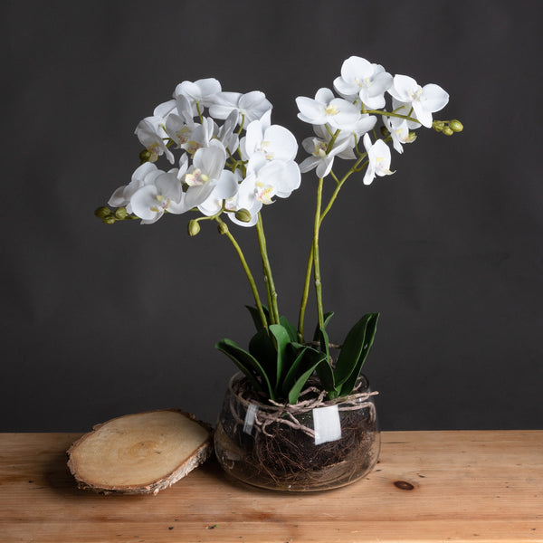 White Orchid In Glass Pot - Reposing
