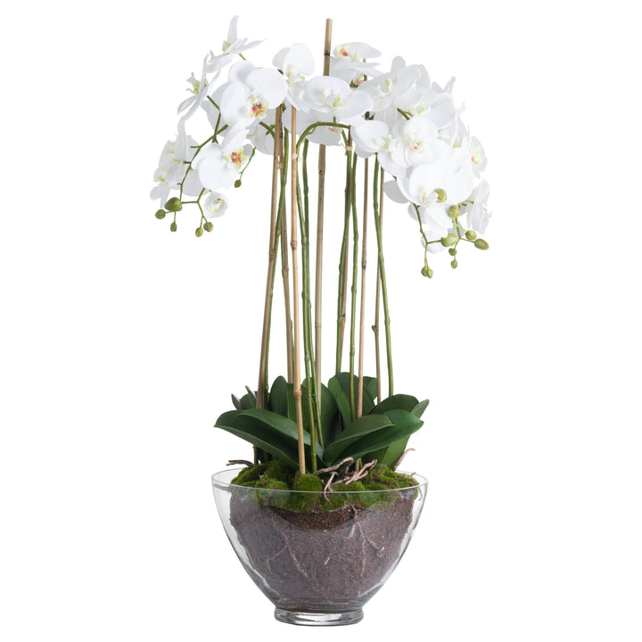 Large White Orchid In Glass Pot - Reposing