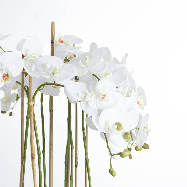 Large White Orchid In Glass Pot - Reposing