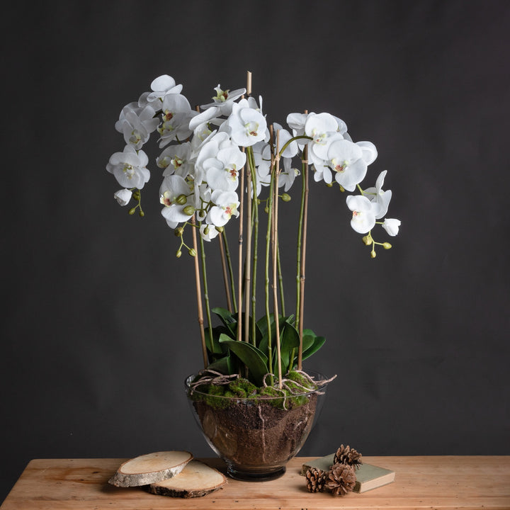 Large White Orchid In Glass Pot - Reposing