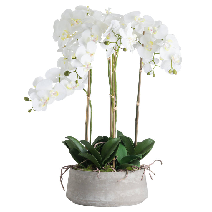 Large White Orchid In Stone Pot - Reposing