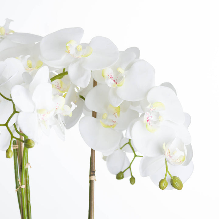 Large White Orchid In Stone Pot - Reposing
