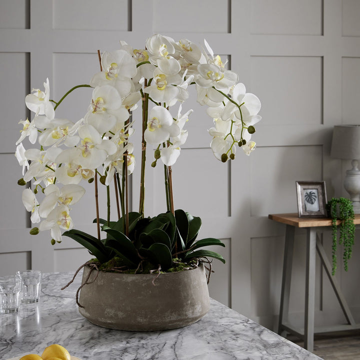 Large White Orchid In Stone Pot - Reposing