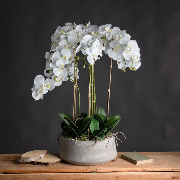 Large White Orchid In Stone Pot - Reposing